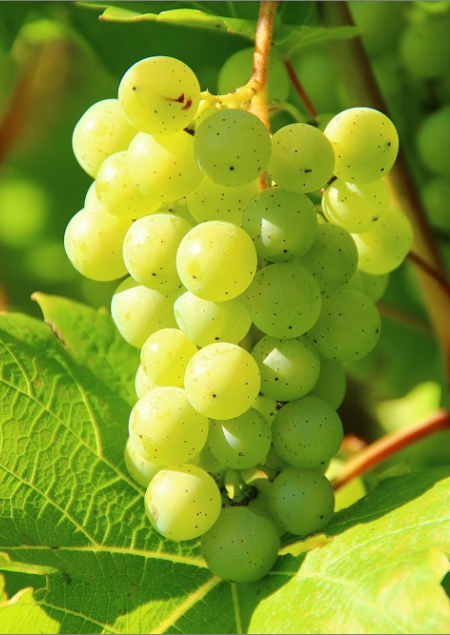 Les domaines viticoles franais, un investissement rentable Agence galerie casanova
