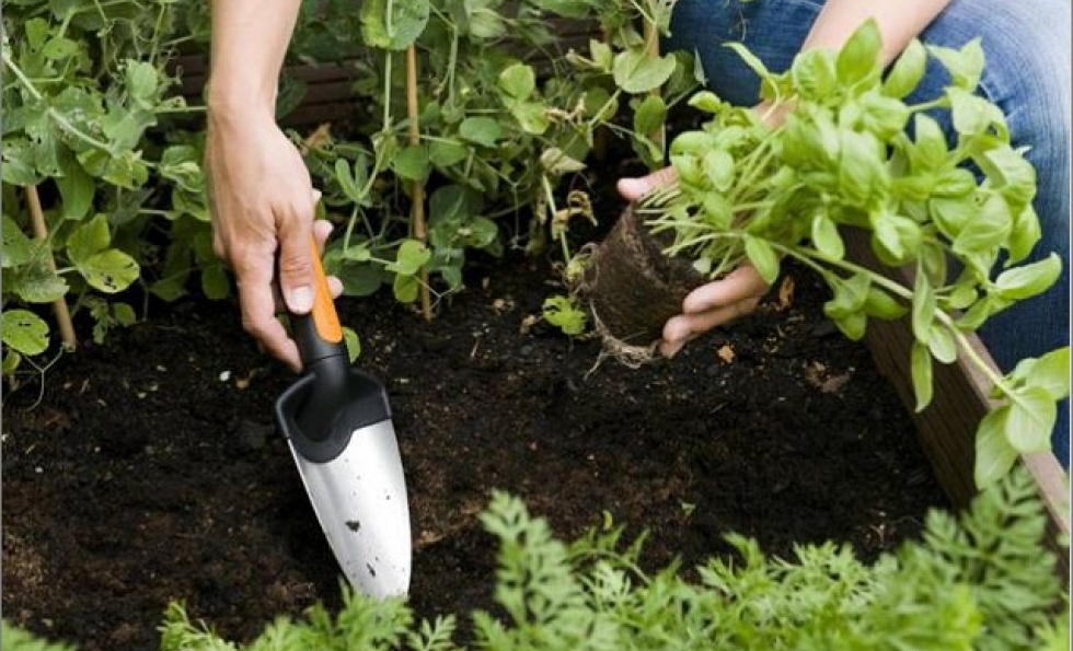 Conseils pour jardiner sans engrais ni pesticides Abessan immobilier