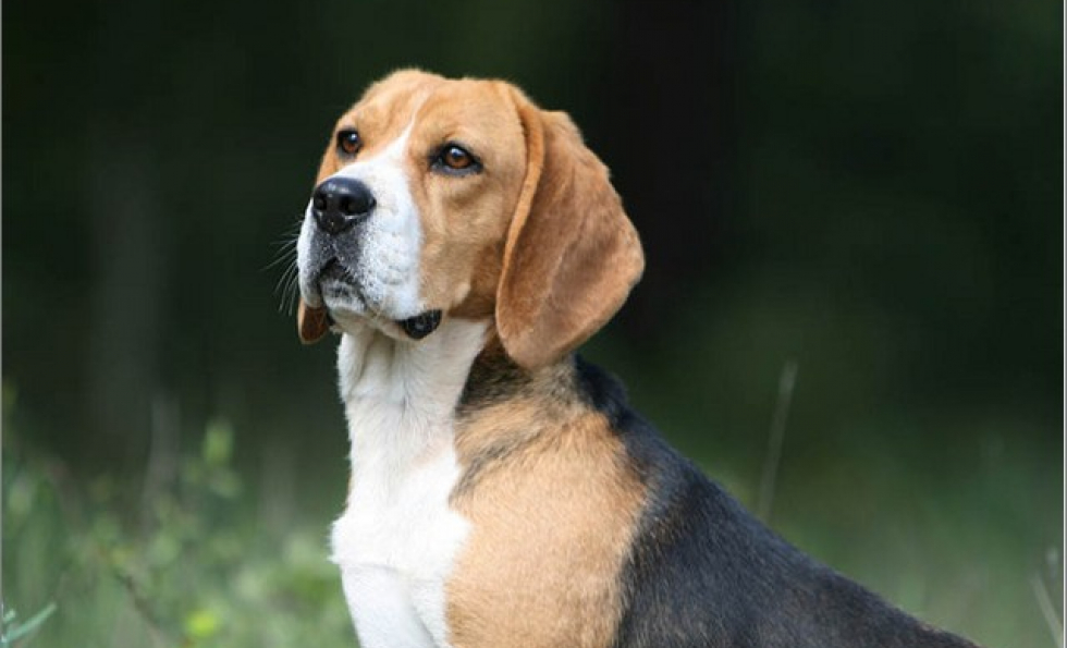 Nuisances sonores et aboiement d'un chien : que dit la loi. Abessan immobilier