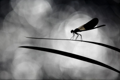 Vernissage jonathan lhoir - evenement via sud à la galerie rue de paris, assignan Via sud immobilier