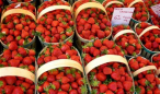 Fête de la fraise Eugène de graaf