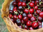 Fête de la cerise à mons-la-trivalle Eugène de graaf