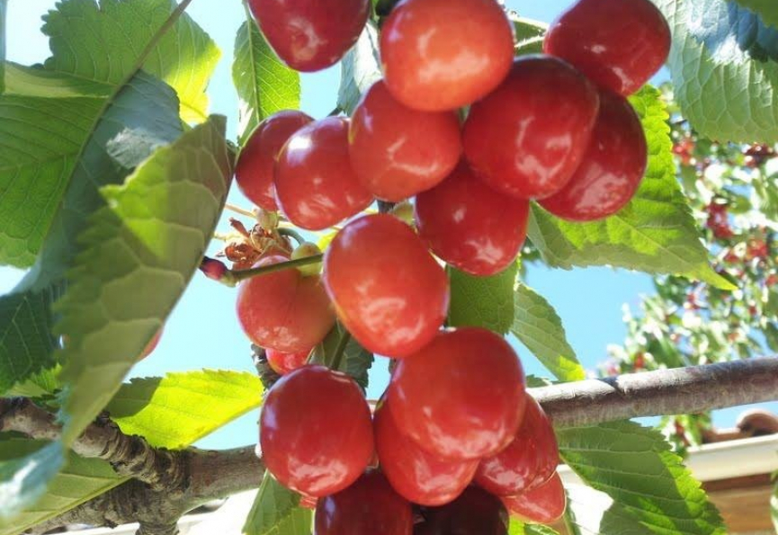 Fête de la cerise à mons-la-trivalle Eugène de graaf