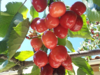Fête de la cerise à mons-la-trivalle Eugène de graaf