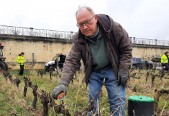 Frappes par une terrible attaque, ces vignes mconnues des yvelines reviennent de loin Immobilire des yvelines