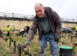 Frappes par une terrible attaque, ces vignes mconnues des yvelines reviennent de loin Immobilire des yvelines