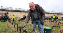 Frappes par une terrible attaque, ces vignes mconnues des yvelines reviennent de loin Immobilire des yvelines